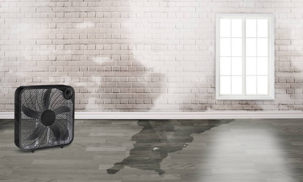 Best Water damage repair service  in Gower, MO